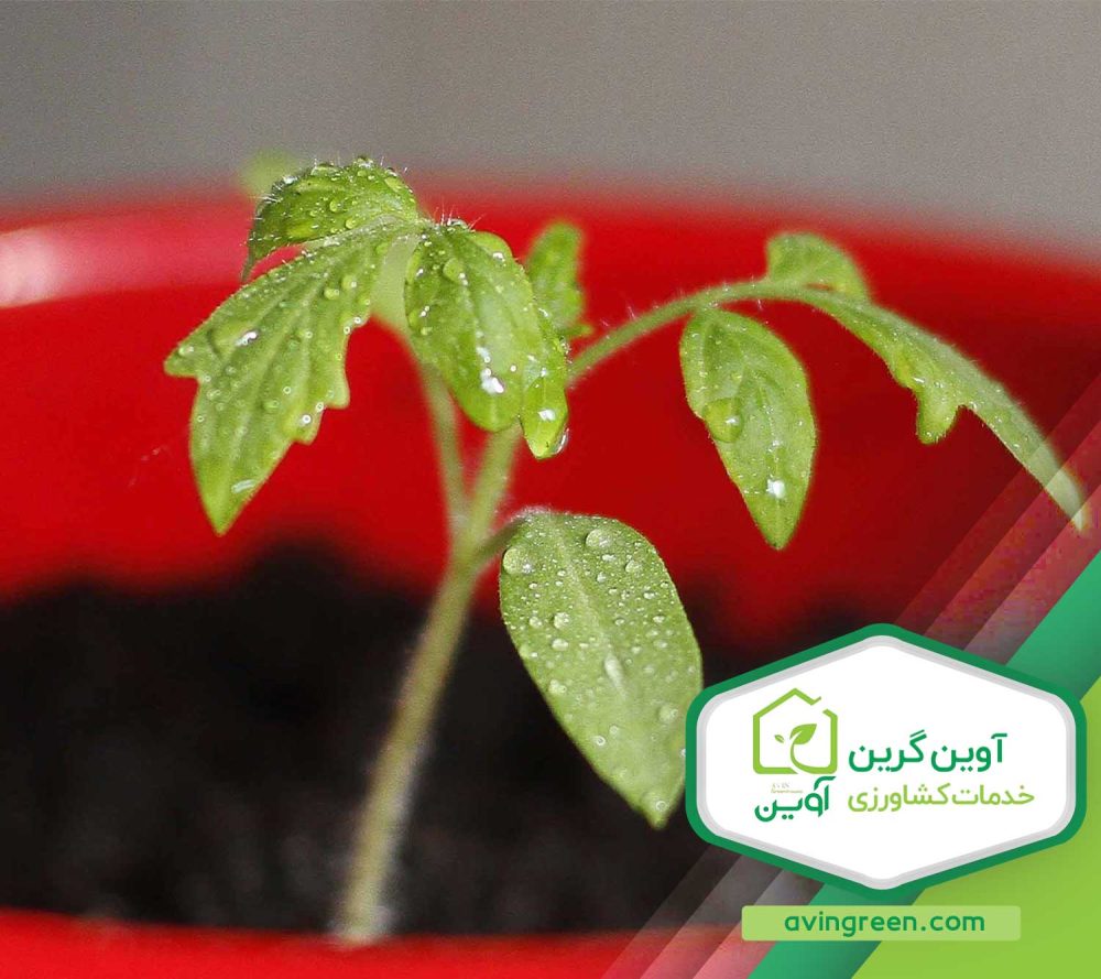 نشا چیست ؟ انواع نشاء مختلف - خرید + لیست قیمت 10 مدل نشا...