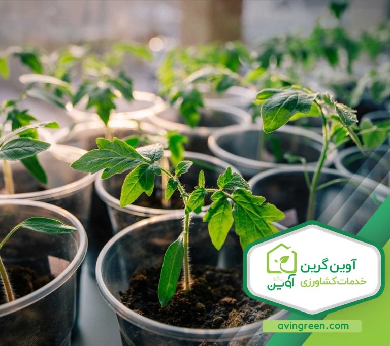 نشا چیست ؟ انواع نشاء مختلف - خرید + لیست قیمت 10 مدل نشا...
