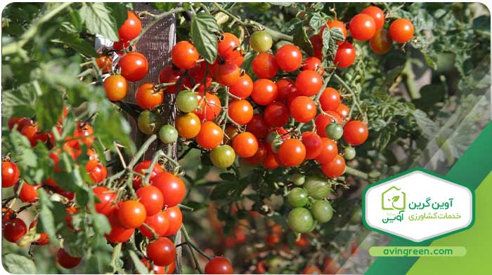 نشا گوجه فرنگی گیلاسی