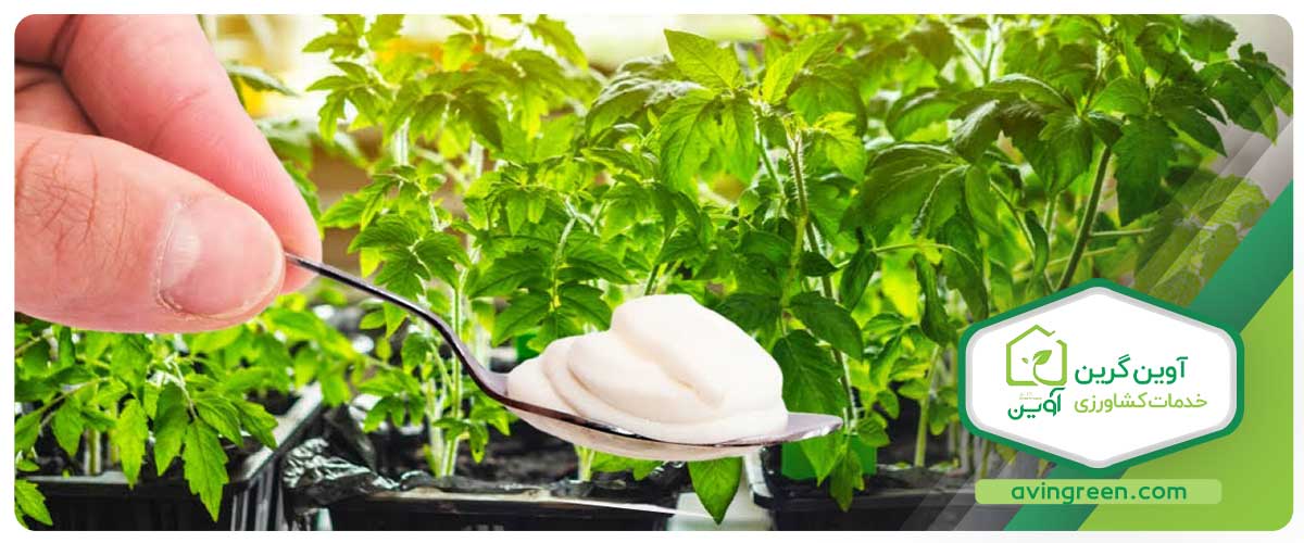 تقویت نشا گوجه فرنگی 8320