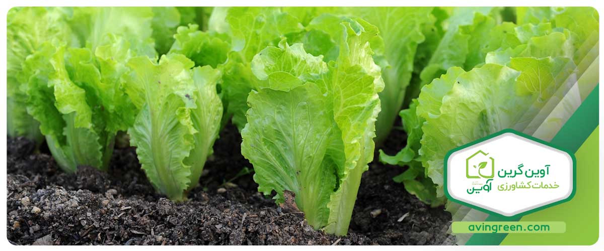نشا چیست ؟ انواع نشاء مختلف - خرید + لیست قیمت 10 مدل نشا...