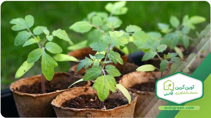 تقویت نشا گوجه فرنگی گیلاسی
