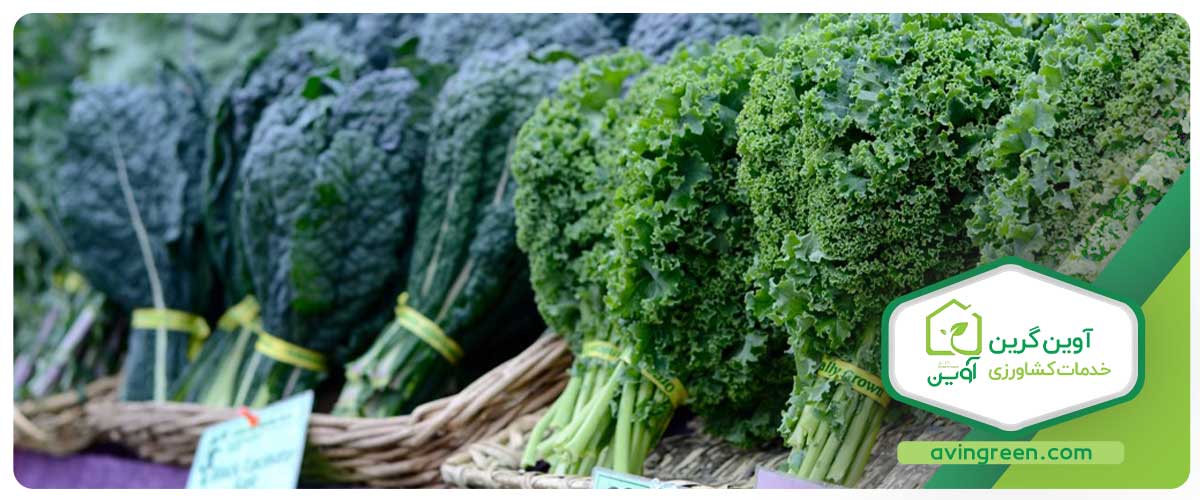 نشا چیست ؟ انواع نشاء مختلف - خرید + لیست قیمت 10 مدل نشا...