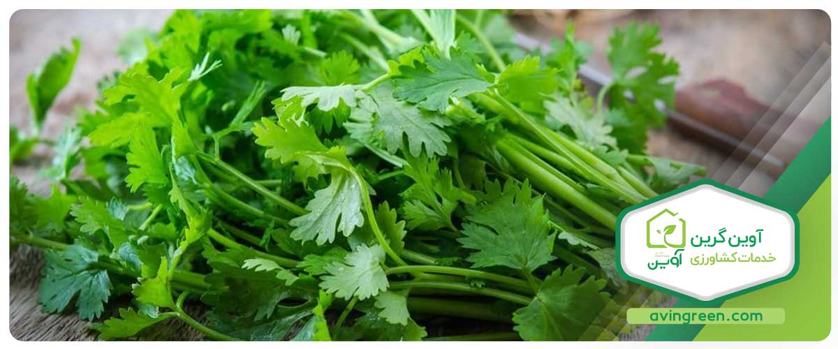 نشا چیست ؟ انواع نشاء مختلف - خرید + لیست قیمت 10 مدل نشا...