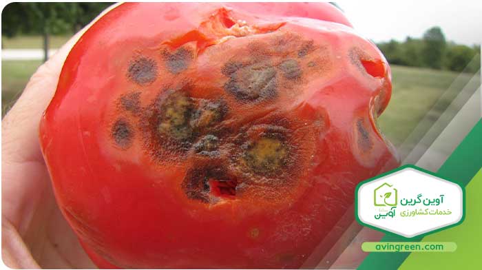 بیماری های ویروسی گوجه فرنگی