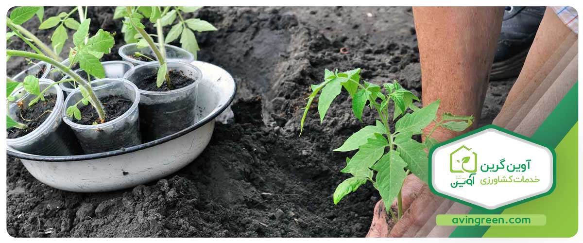 کشت نشا چگونه انجام می‌شود؟
