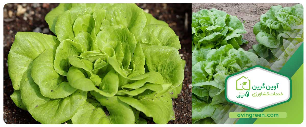 مدل‌های مختلف نشا کاهو سبز فرانسوی