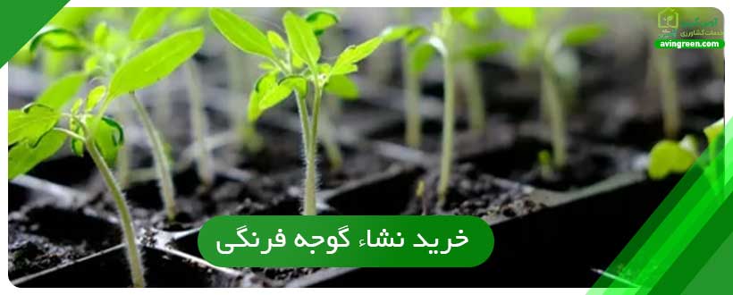 خرید نشاء گوجه فرنگی در شهرهای مختلف