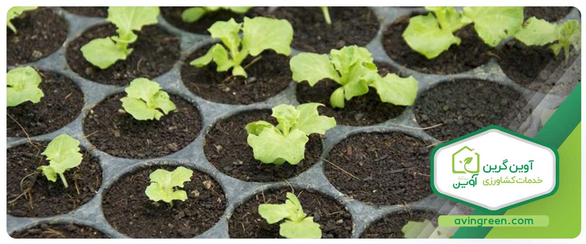 خریدن نشا کاهو قرمز فرانسوی
