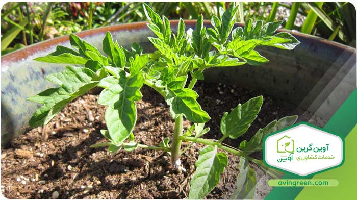 پرورش نشا گوجه فرنگی گیلاسی