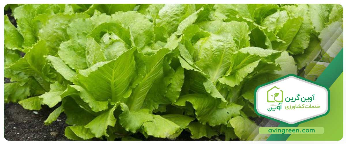 ایجاد بازار فروش نشا برای بازار تقاضای اطرافتان