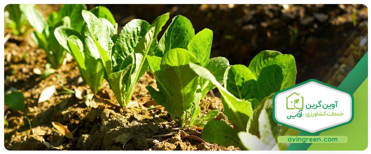 ایجاد بازار فروش نشا توسط شما