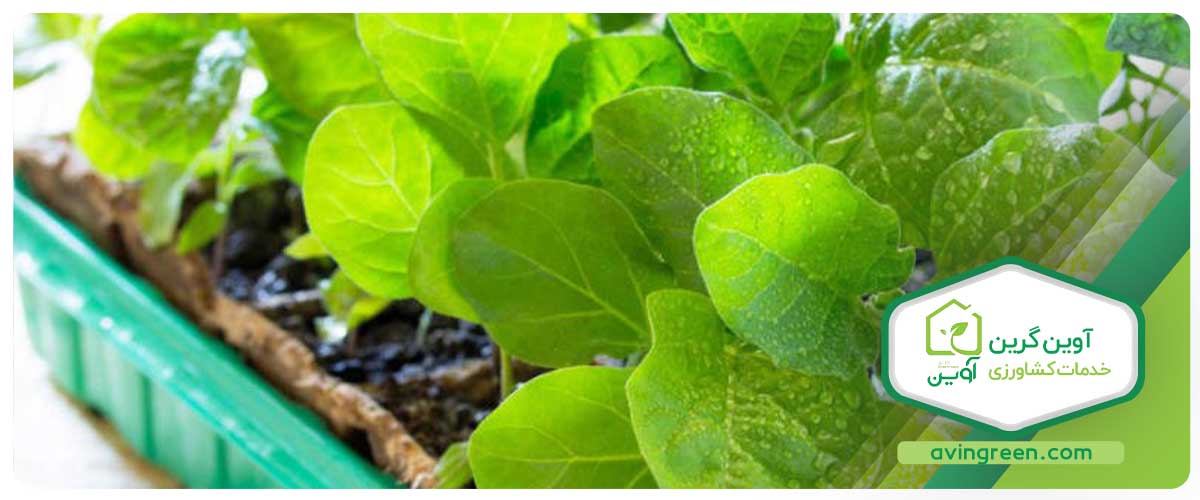 نشا چیست ؟ انواع نشاء مختلف - خرید + لیست قیمت 10 مدل نشا...