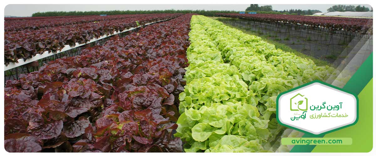بررسی ویژگی‌های نشا کاهو فرانسوی قرمز