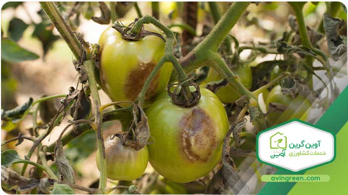بیماری های گوجه فرنگی و درمان آن
