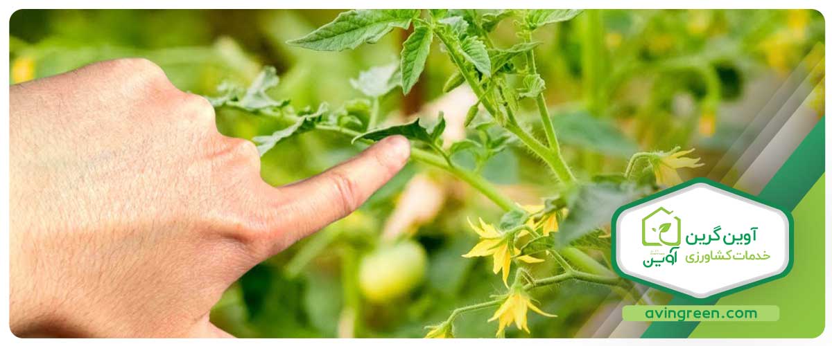 علل بیماری‌های نشا گوجه فرنگی 8320