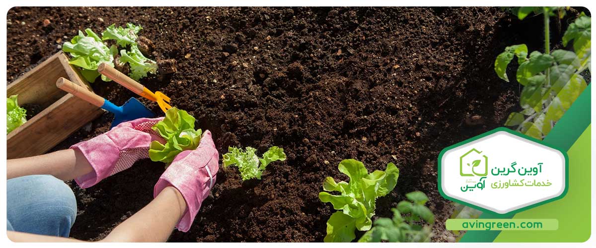 قیمت نشا کاهو رسمی