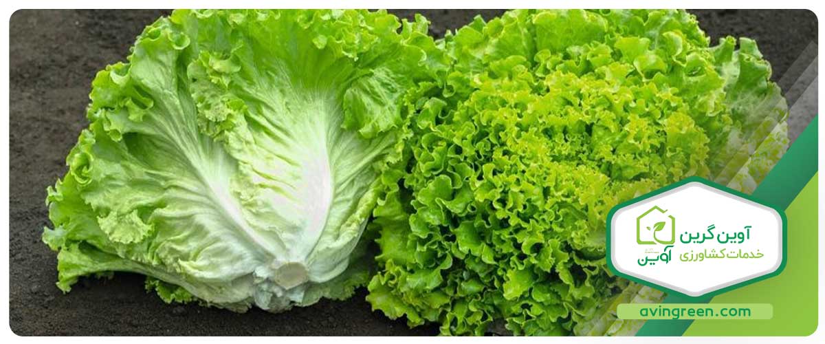 ویژگی‌های نشا کاهو فرانسوی سبز