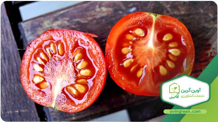 انواع بیماری نشا گوجه فرنگی گیلاسی
