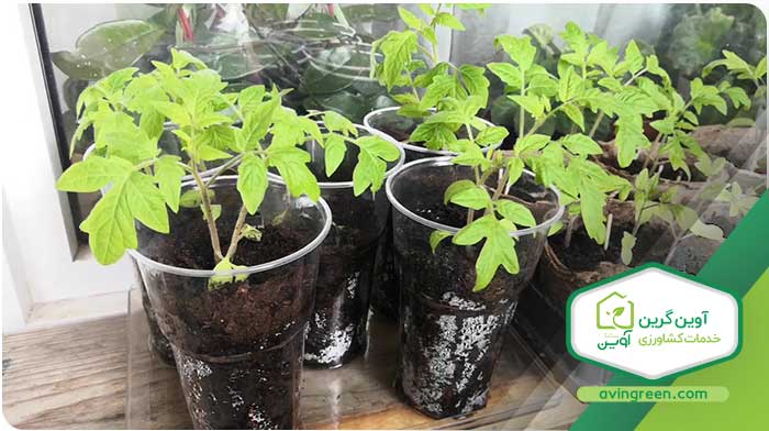 فروش نشا گوجه فرنگی گیلاسی