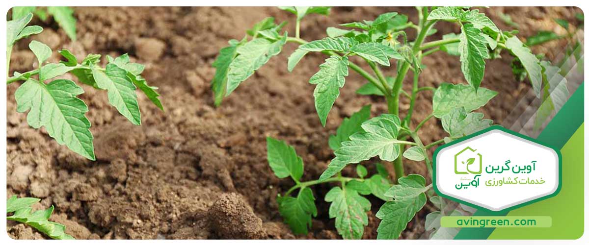 قیمت نشا گوجه فرنگی 8320