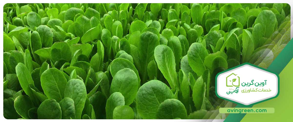 نحوه تولید نشا کاهوی چینی