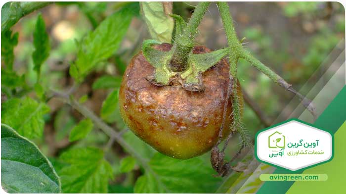 کاهش مقدار گل دهی گوجه فرنگی