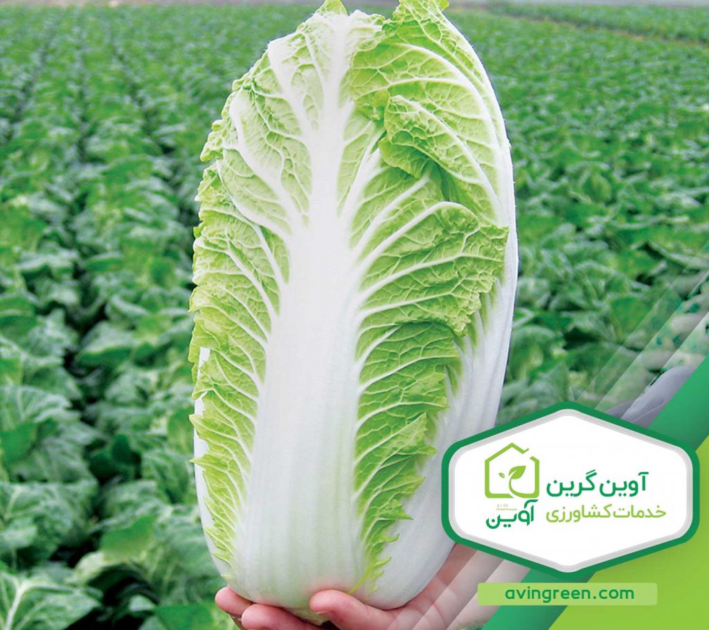 نشاء کاهو چینی