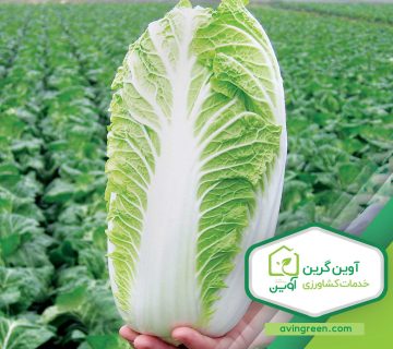 نشاء کاهو چینی