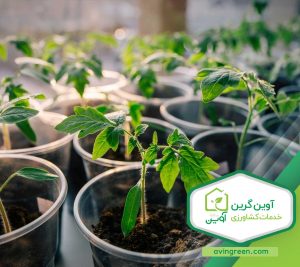 نشا گوجه فرنگی