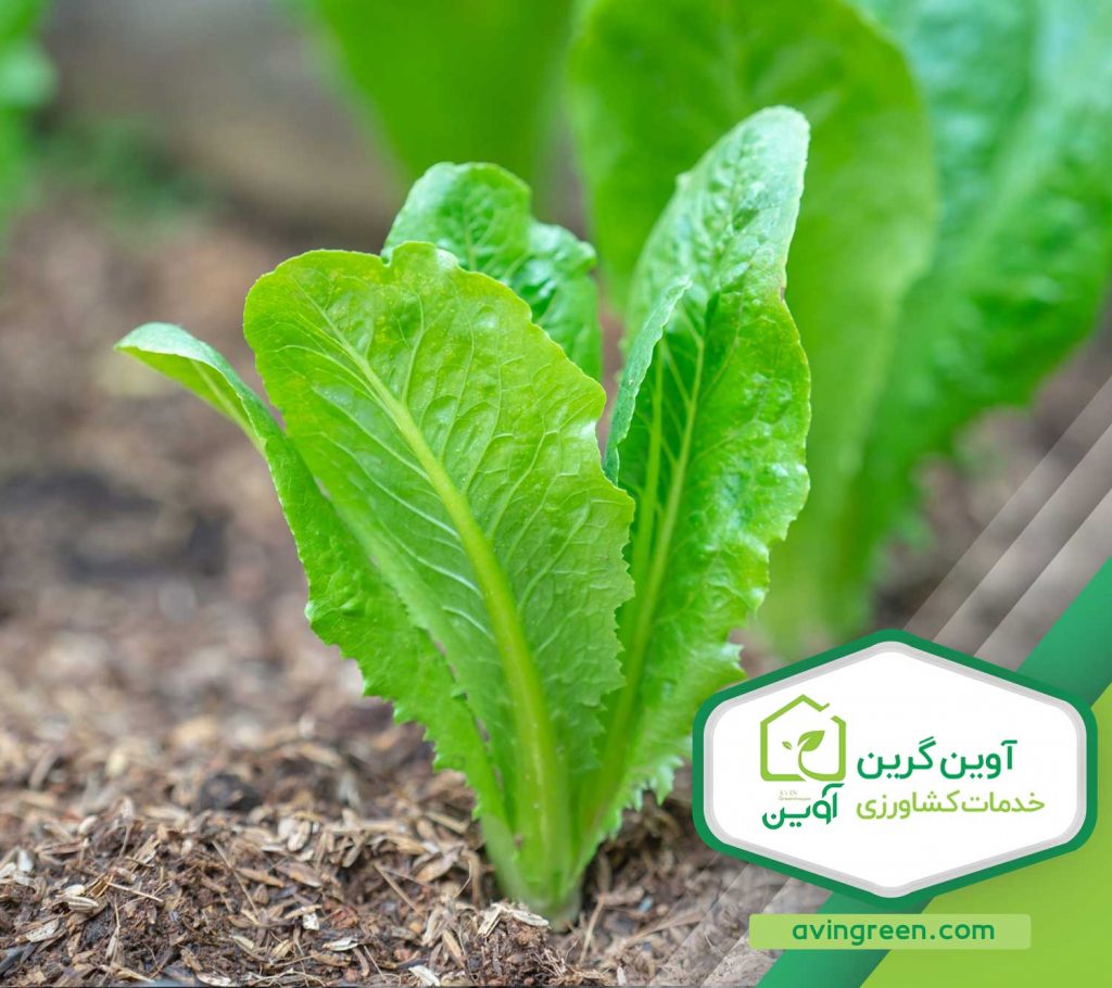 نشا کاهو