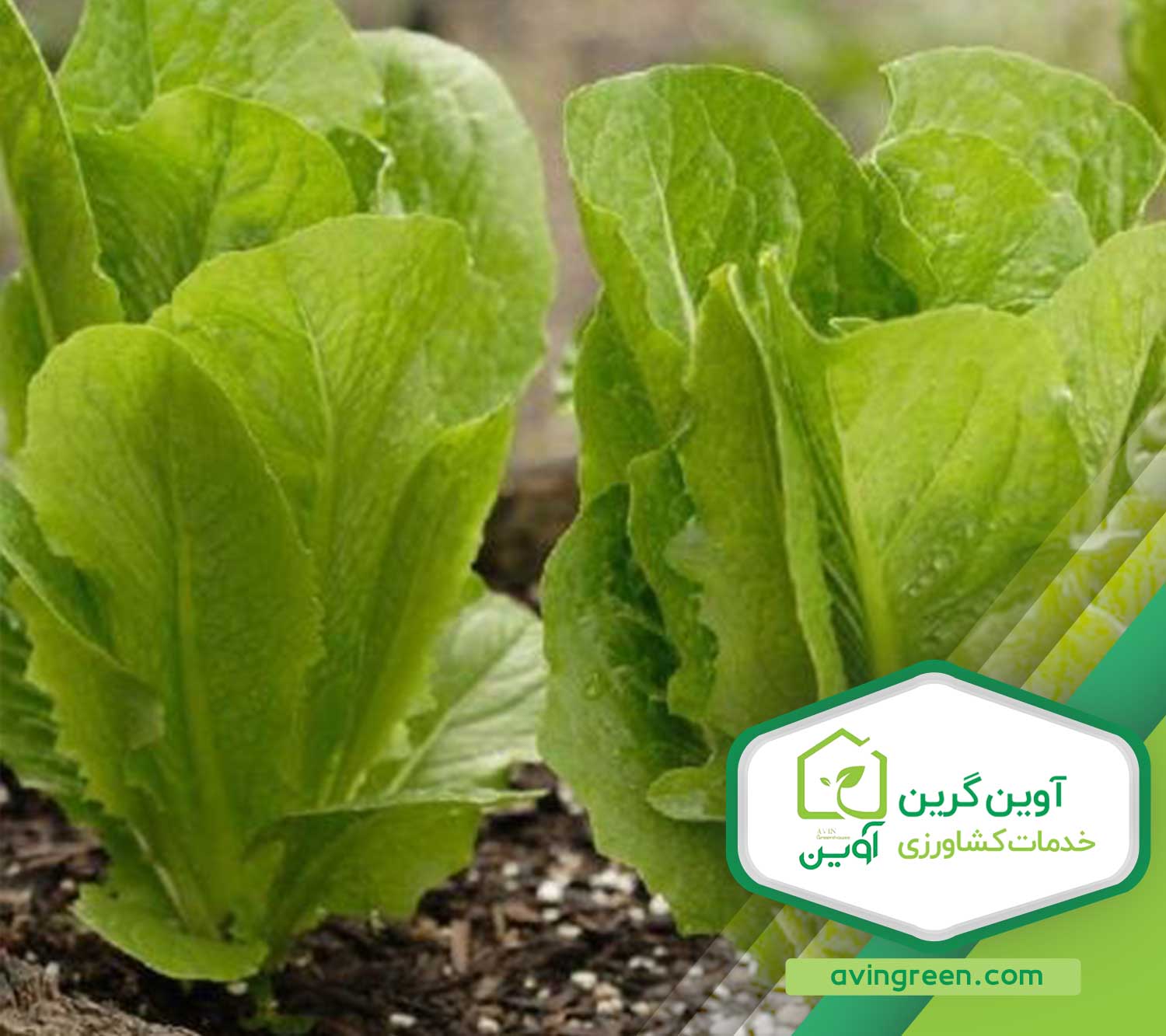 نشا کاهو سالادی