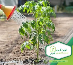 نشا گوجه فرنگی 8320