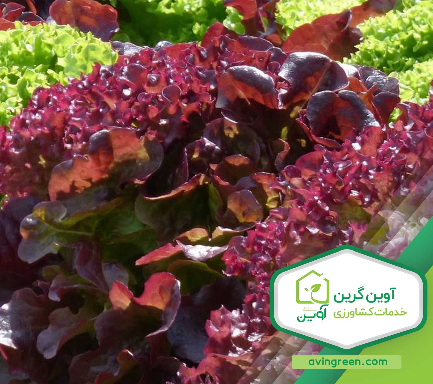 خرید نشا کاهو فرانسوی قرمز