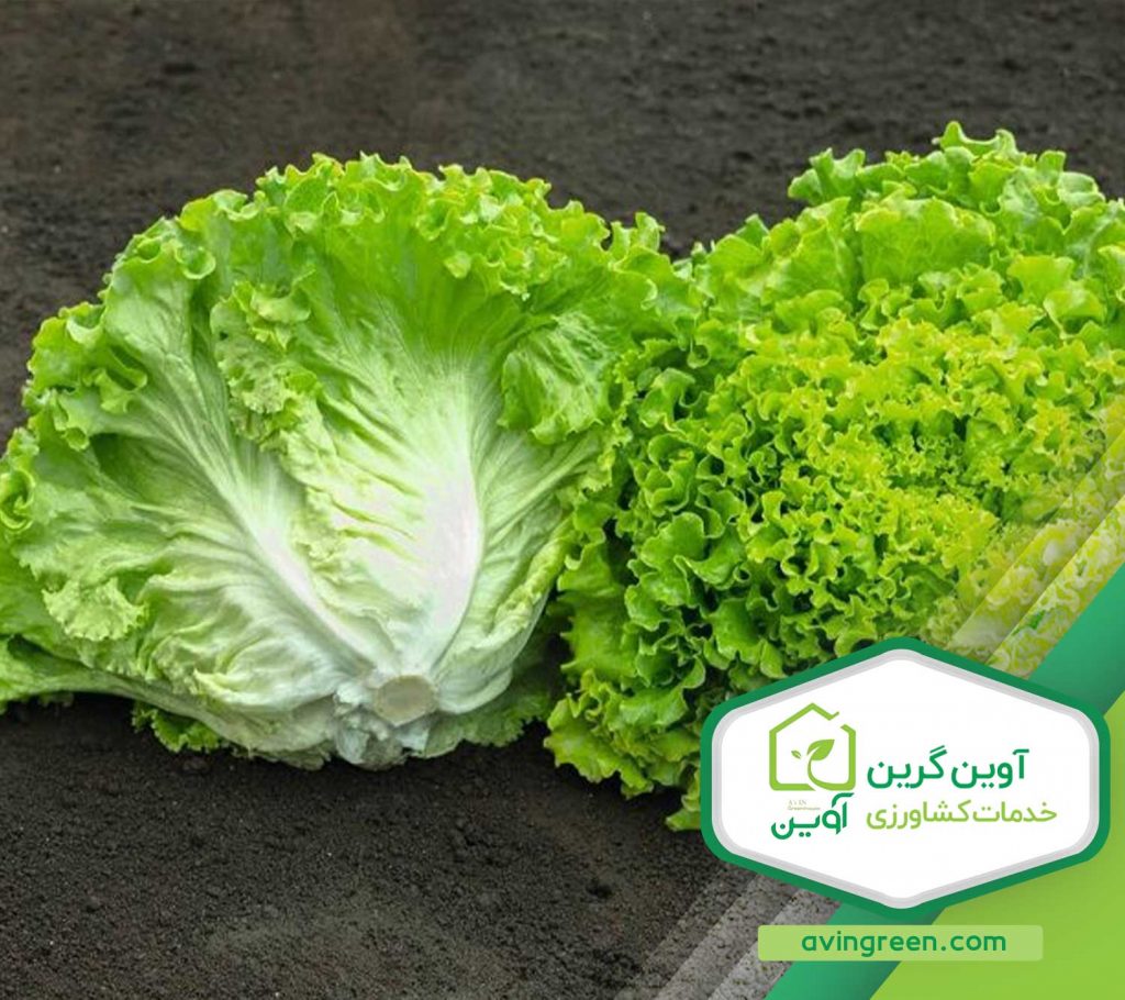 نشا کاهو فرانسوی سبز