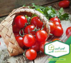 نشا گوجه فرنگی گیلاسی