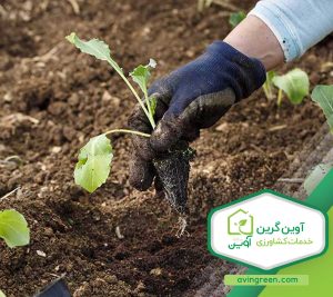 نشا گل کلم دیررس