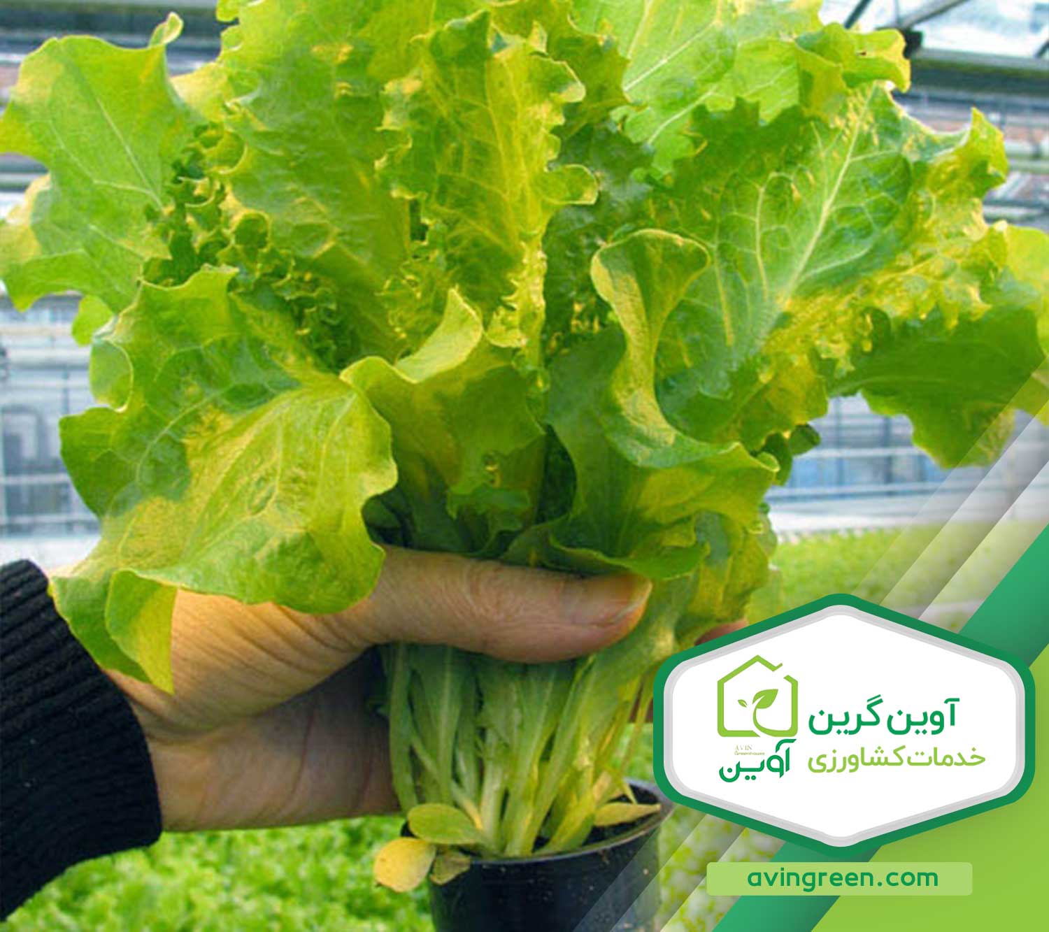 خرید نشا کاهو بیوندا -مشخصات و ویژگی ها - لیست قیمت 1404