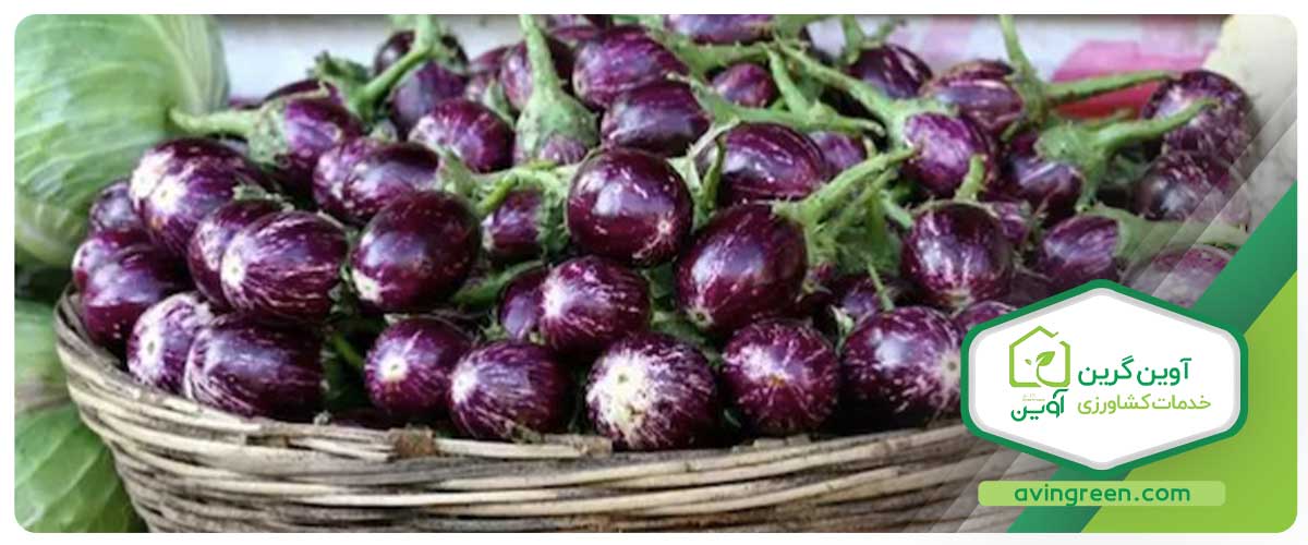بادمجان گرد بنفش چینی