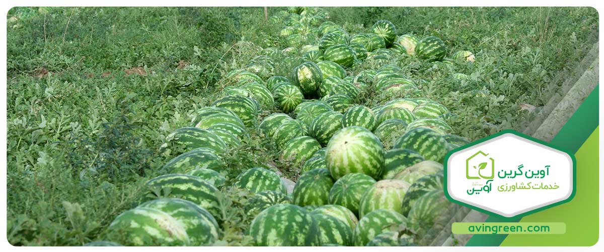 سخن پایانی