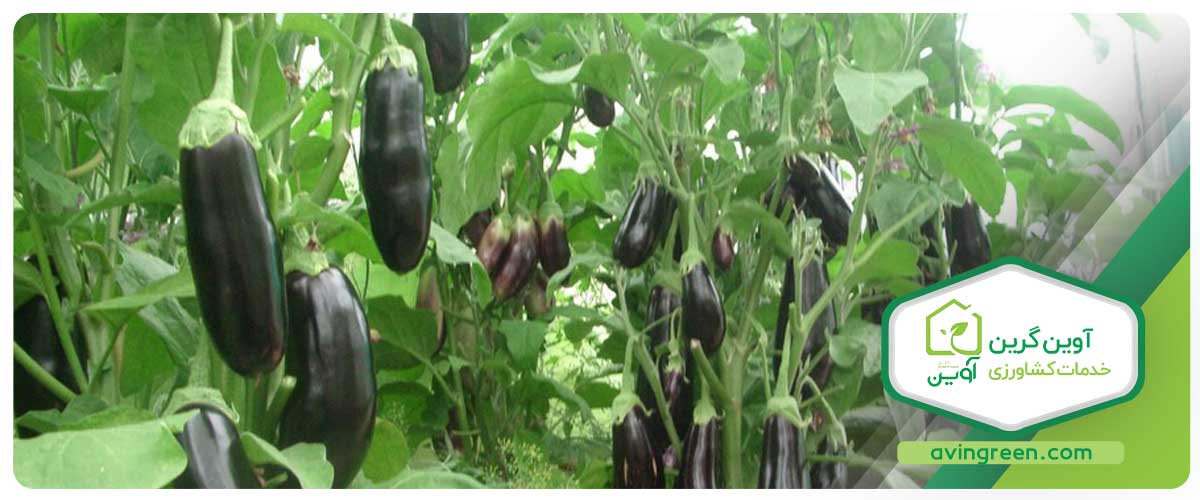 سخن پایانی