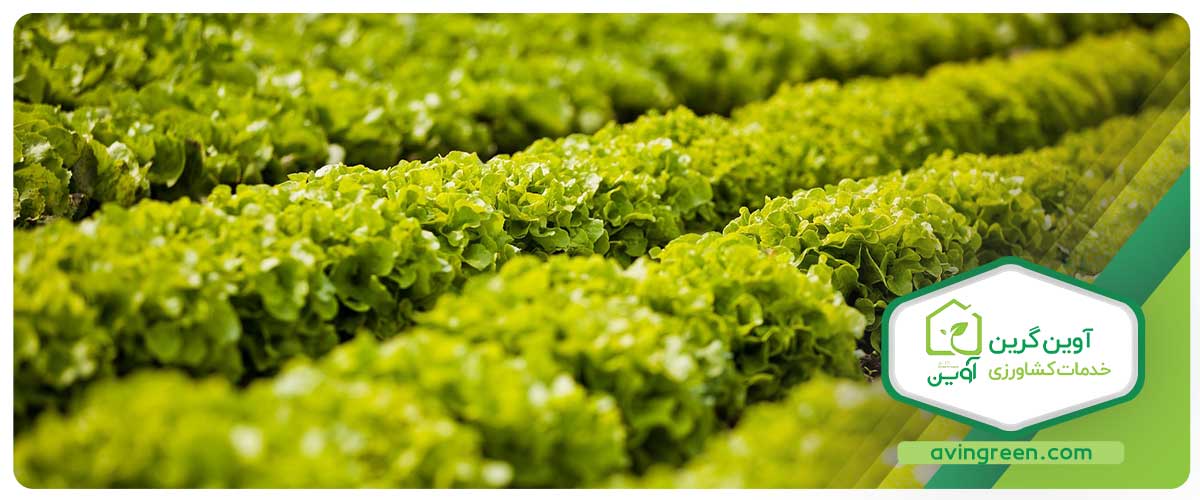 مدل‌های مختلف نشا کاهوی بیوندا