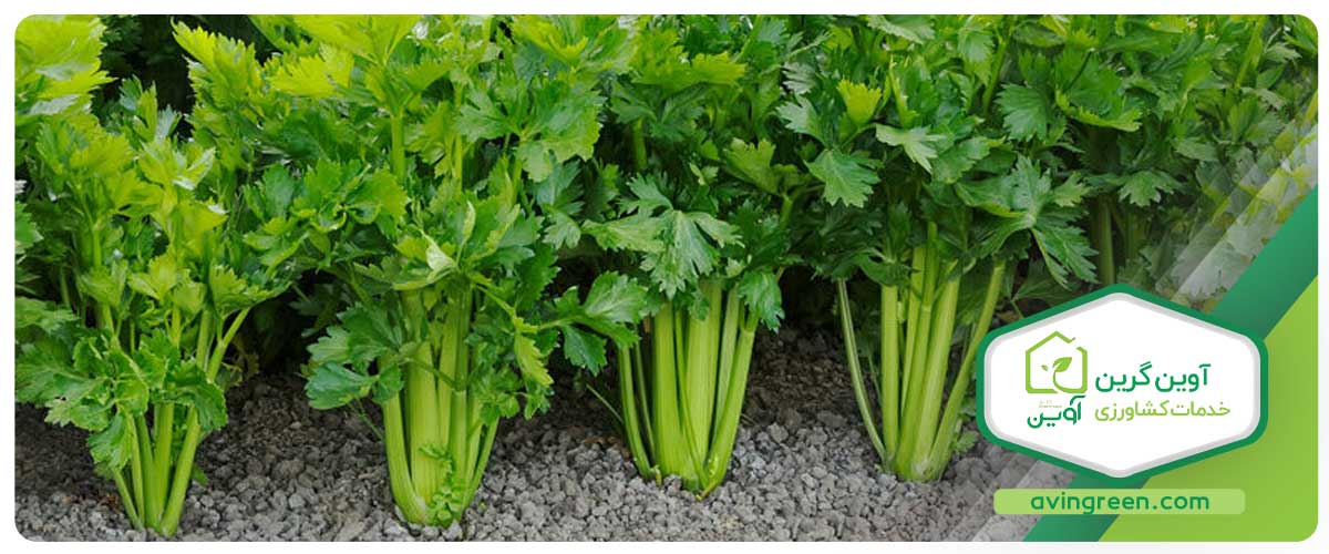 مدل‌های مختلف نشاء کرفس