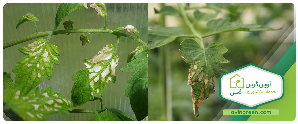 مدل بیماری‌های نشا گوجه فرنگی