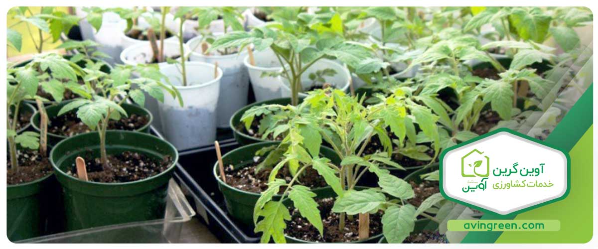 میزان دما برای رشد گوجه فرنگی