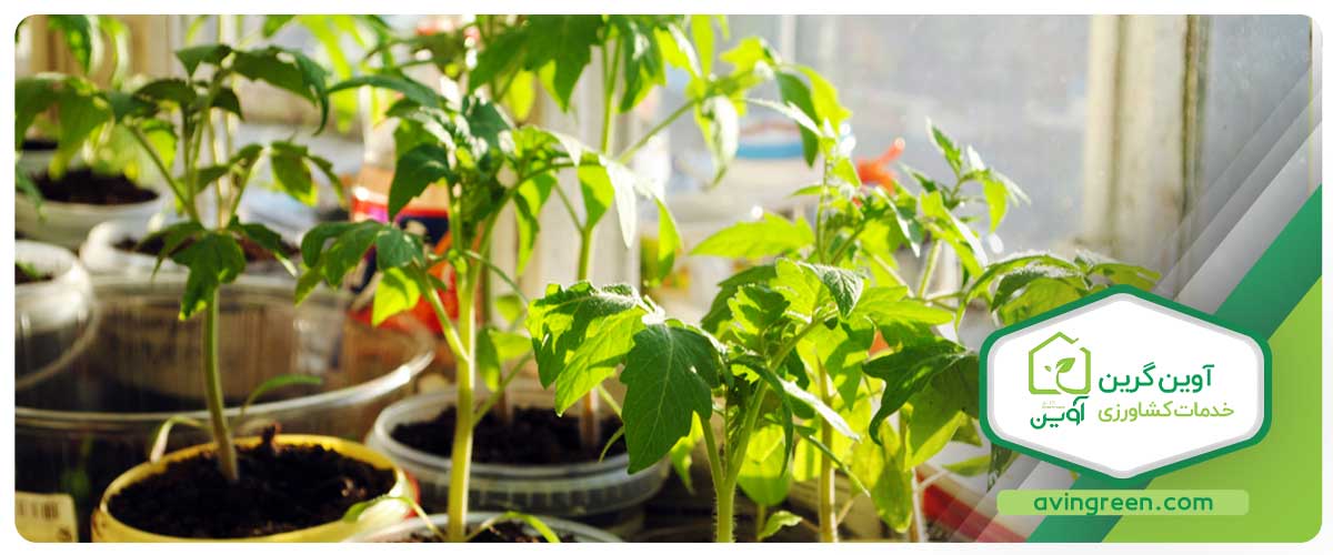 آب باکیفیت برای آبیاری گوجه فرنگی