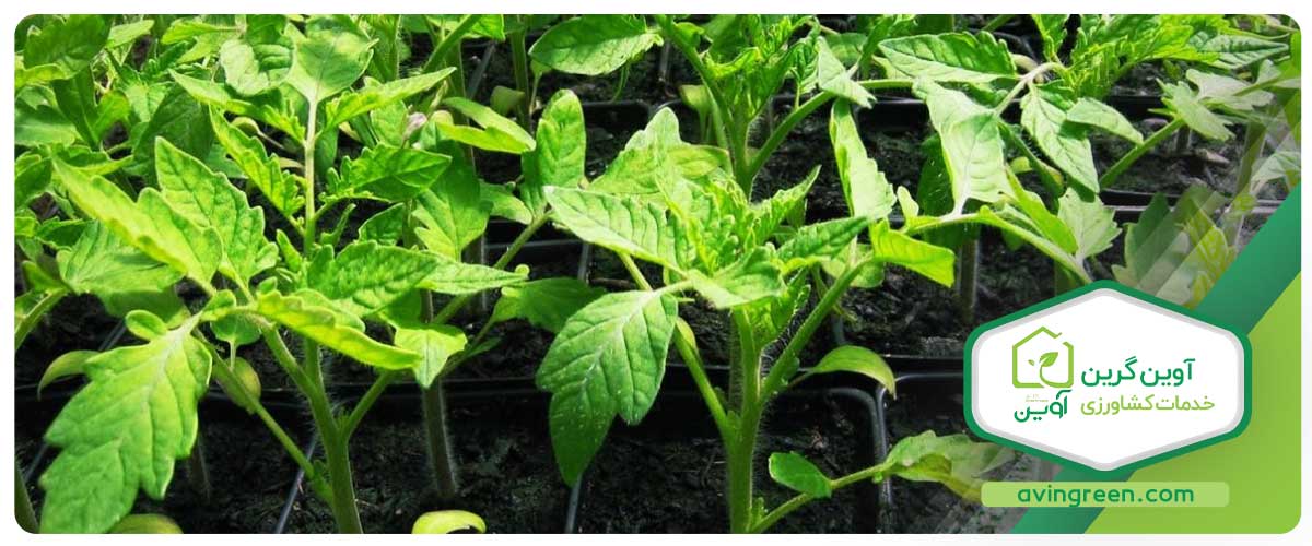 تغذیه انواع نشا گوجه فرنگی گلخانه ای