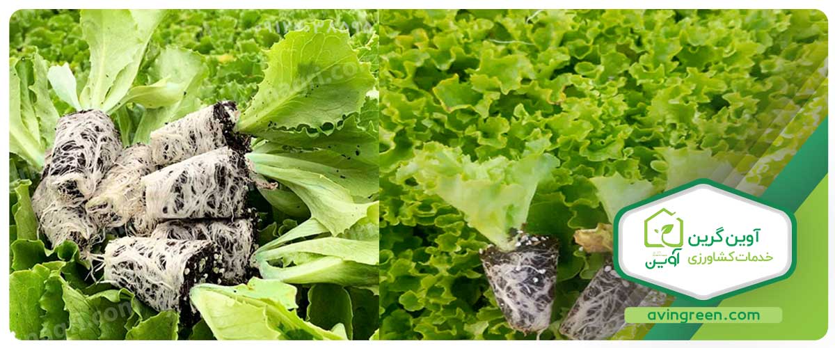 ویژگی‌های نشا کاهوی باتاویا