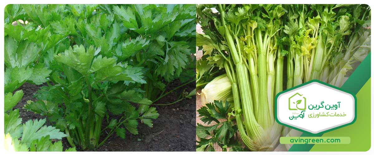 کرفس برگی