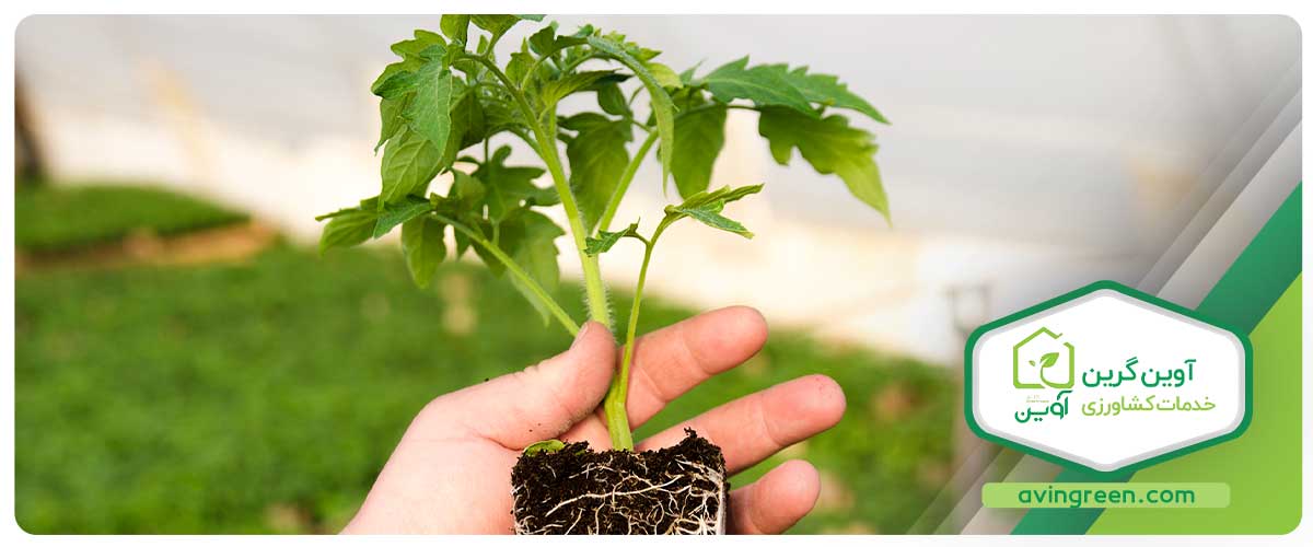 بهترین نوع نشا گوجه فرنگی را از کجا بخریم؟